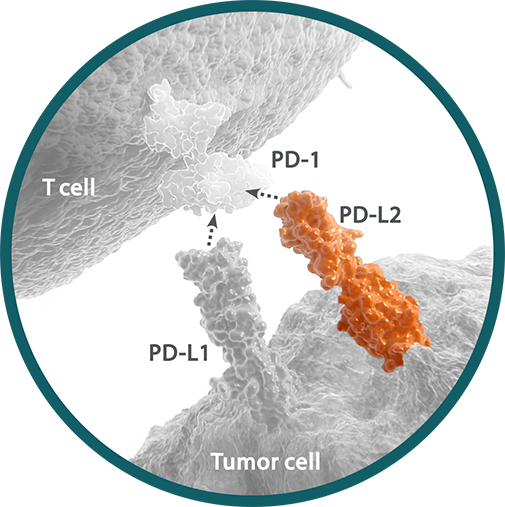 Programmed death-ligand 2 (PD-L2) expressed on the surface of
cytotoxic T cells