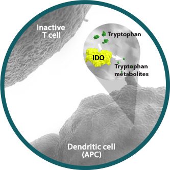 Indoleamine-2, 3-dioxygenase-1 (IDO)