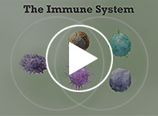 The immune system is the body’s specialized defense network. Find out how it detects and eliminates threats.