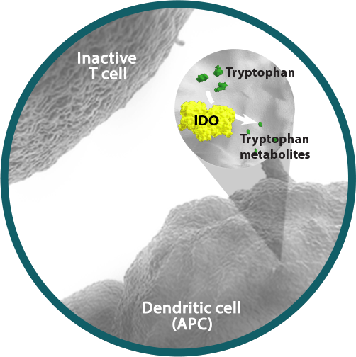 Indoleamine-2, 3-dioxygenase-1 (IDO)