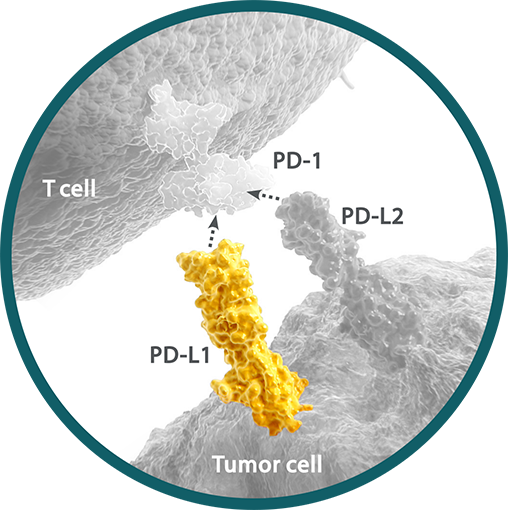 Programmed death-ligand 1 (PD-L1) expressed on the surface of
cytotoxic T cells