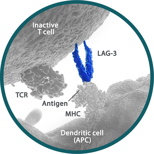 Lymphocyte-activation gene 3 (LAG-3) expressed on activated
cytotoxic T cells and Tregs.