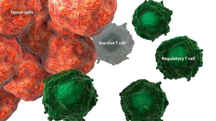 Regulatory T cells (Tregs)