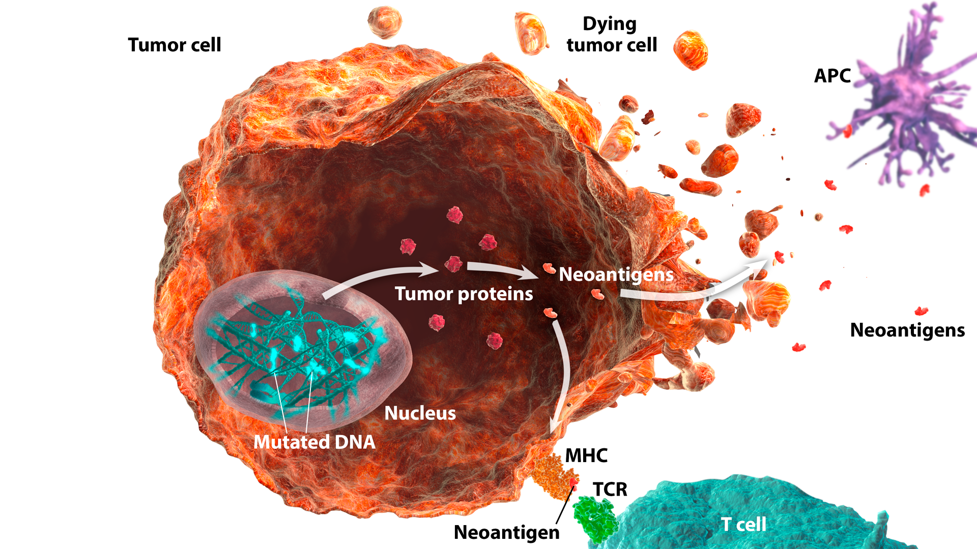 Neoantigens image