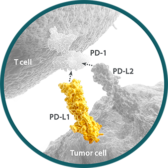 Programmed death-ligand 1 (PD-L1) expressed on the surface of
cytotoxic T cells