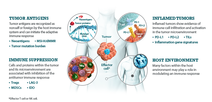 BMS is committed to researching I-O biomarkers in the
following categories: tumor antigens, immune suppression,
inflamed tumors, and host environment